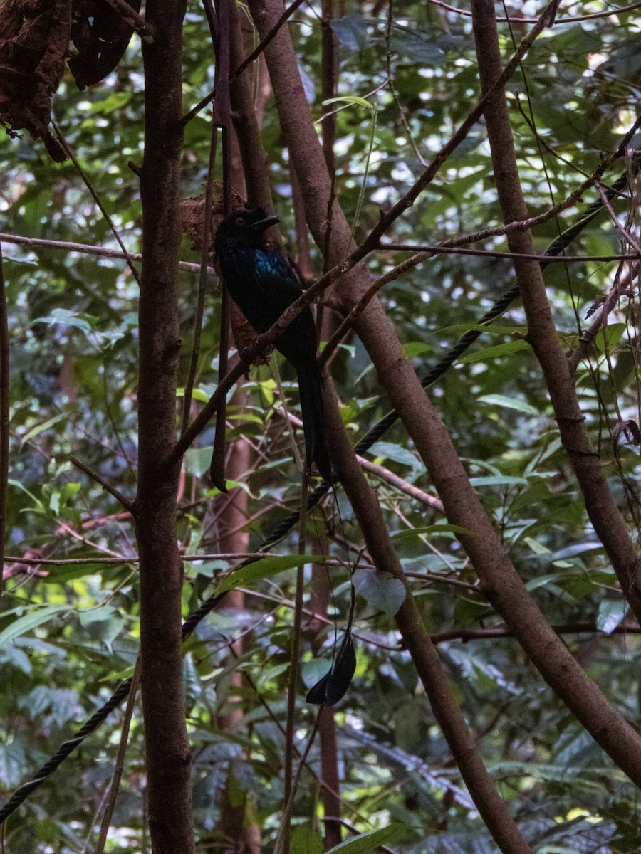 Greater Racket-tailed Drongo - ML619534813