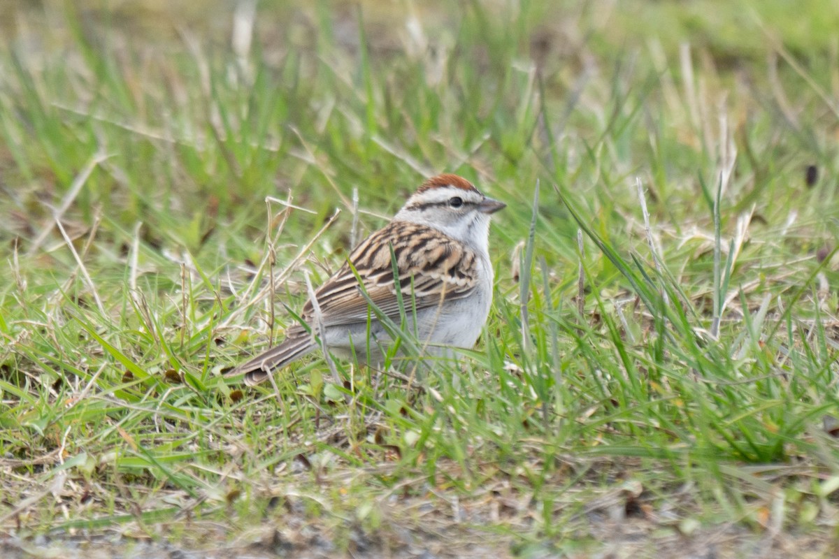 Chipping Sparrow - ML619534823