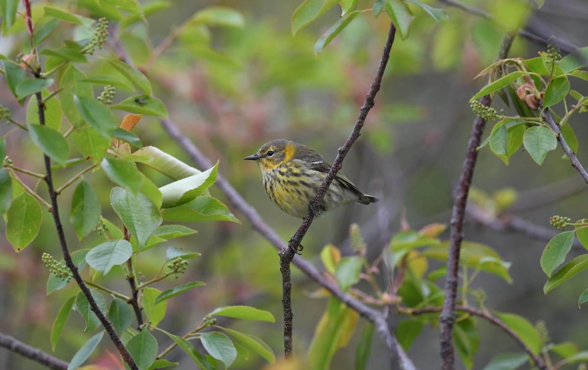 Cape May Warbler - ML619534875