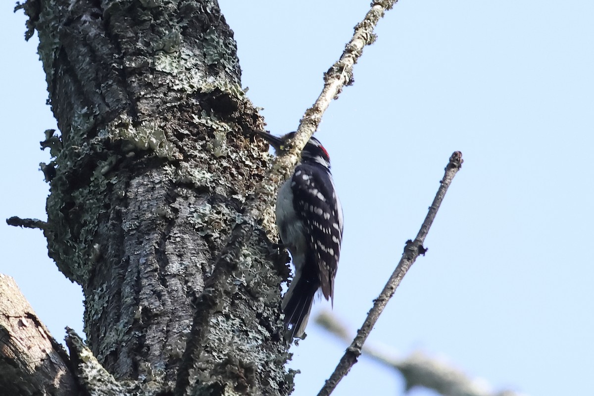 Hairy Woodpecker - ML619534967