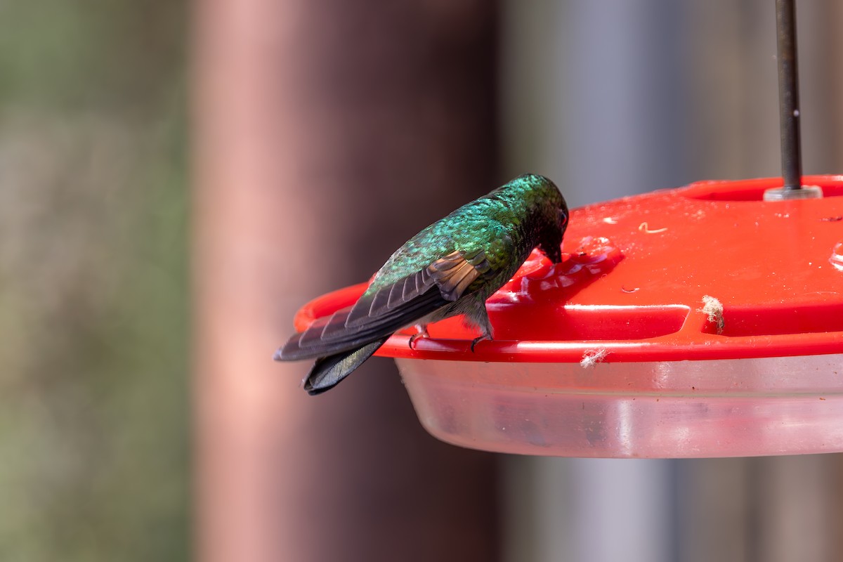Stripe-tailed Hummingbird - ML619534982