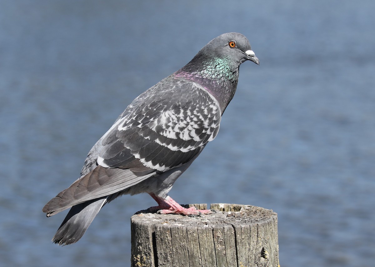 Rock Pigeon (Feral Pigeon) - ML619534994