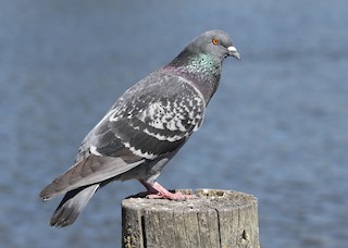 Rock Pigeon