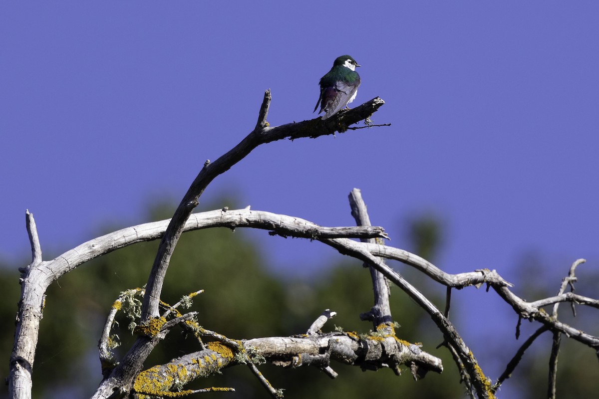 Violet-green Swallow - ML619534999