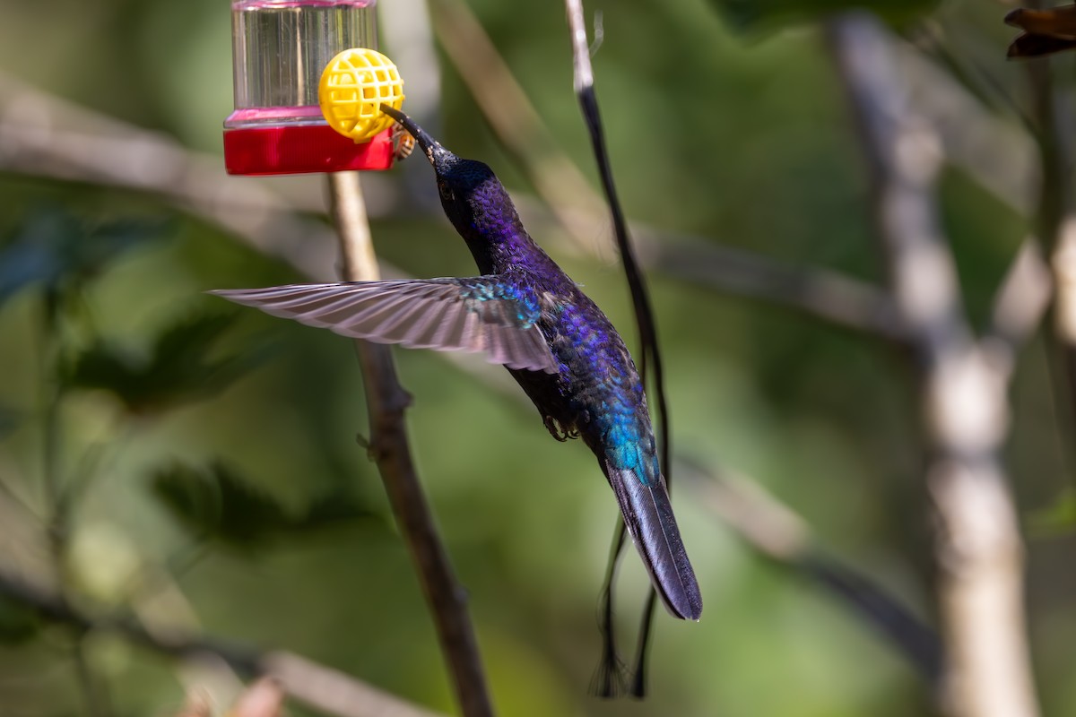 kolibřík fialkový - ML619535077