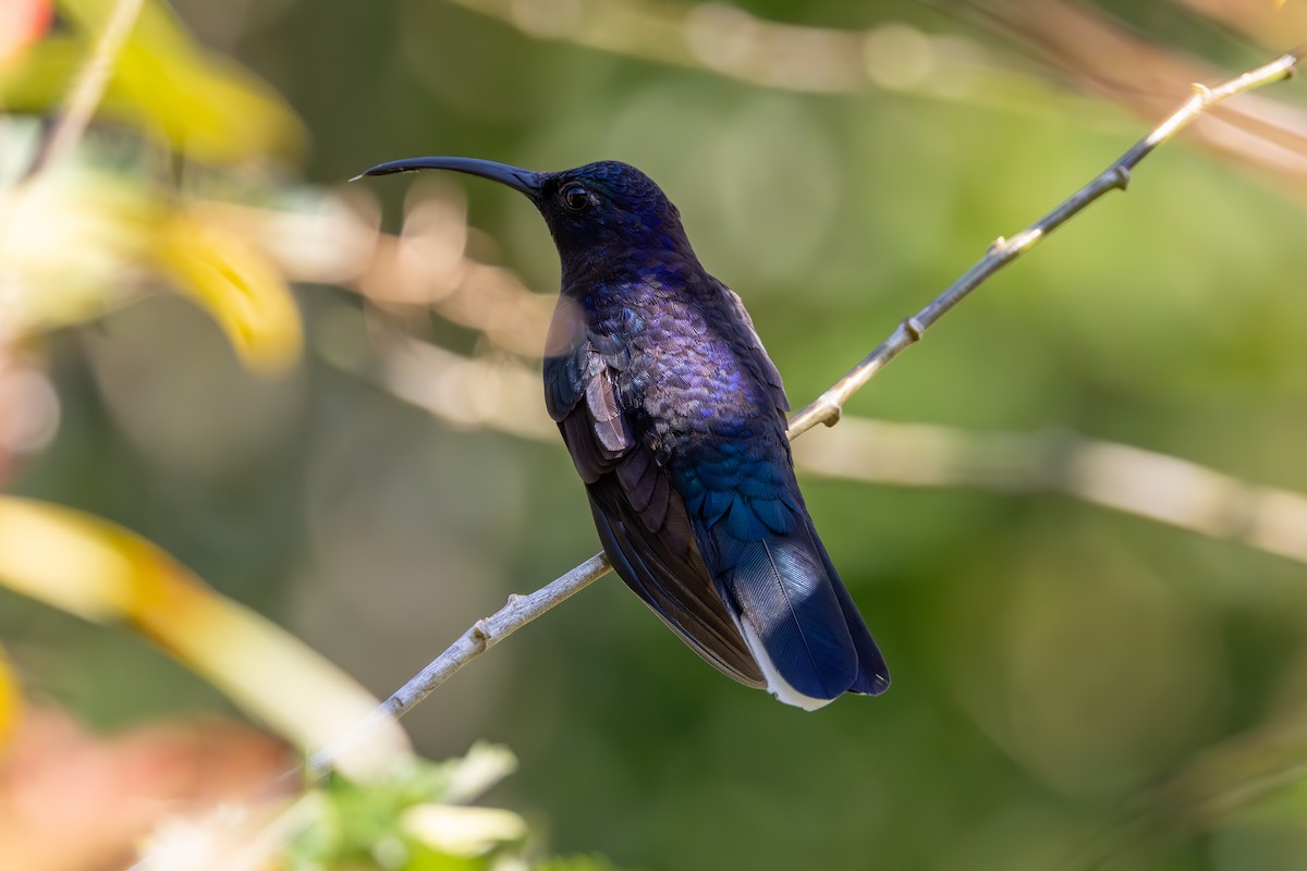 kolibřík fialkový - ML619535079