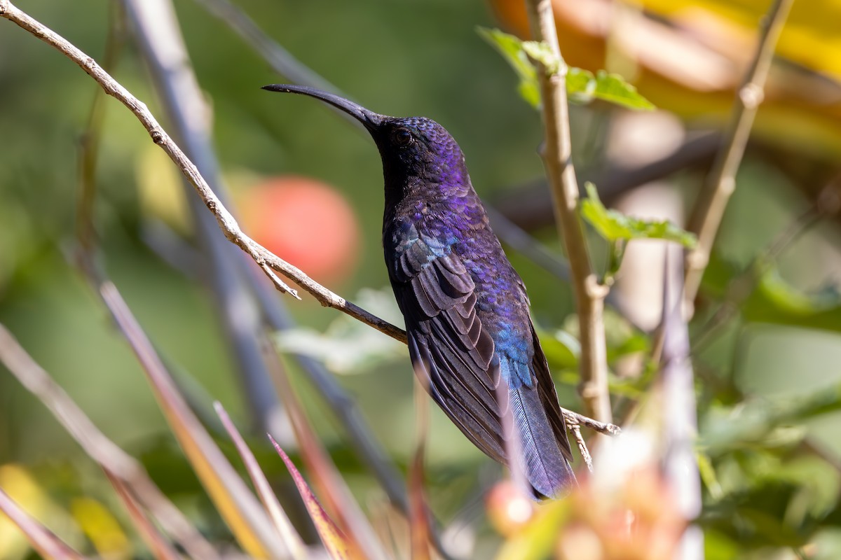kolibřík fialkový - ML619535082