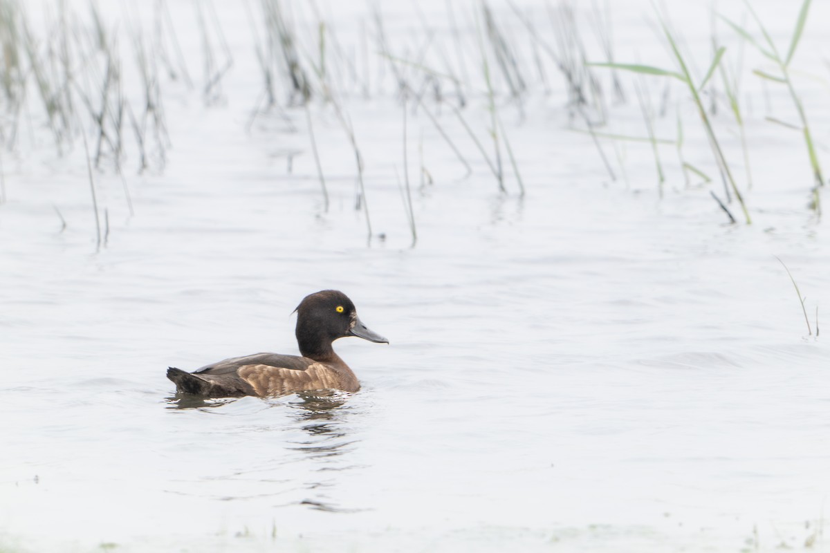 Tufted Duck - ML619535112