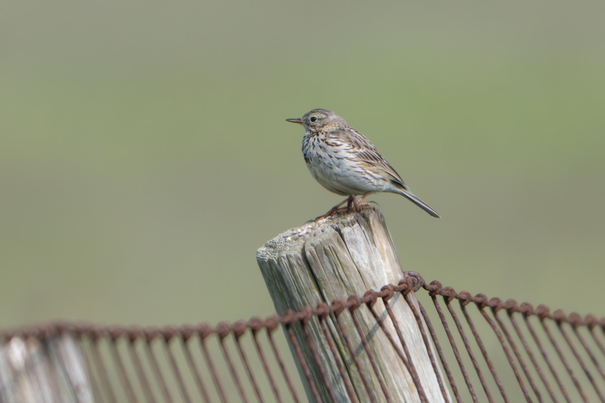 Meadow Pipit - ML619535131