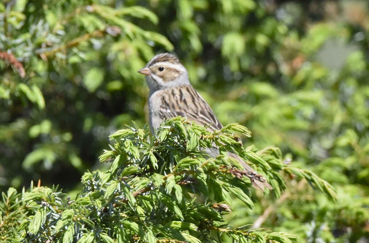 Clay-colored Sparrow - ML619535179