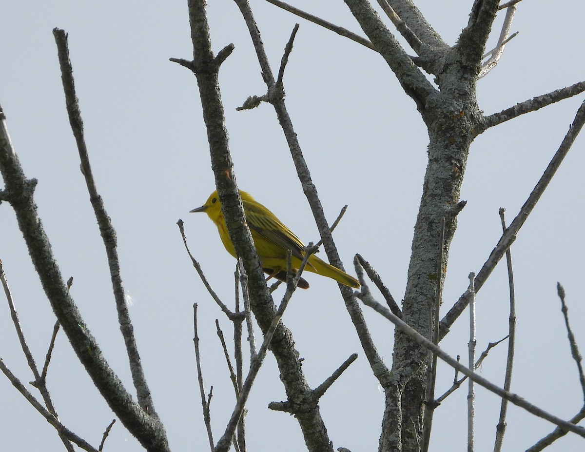 Yellow Warbler - ML619535206
