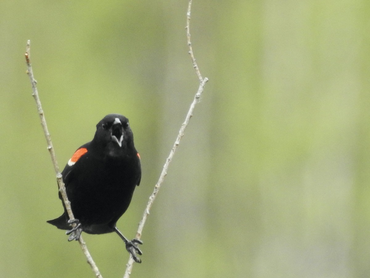 Red-winged Blackbird - ML619535222