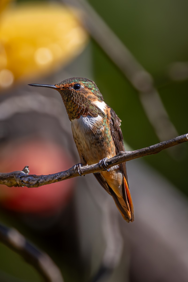 Scintillant Hummingbird - ML619535227