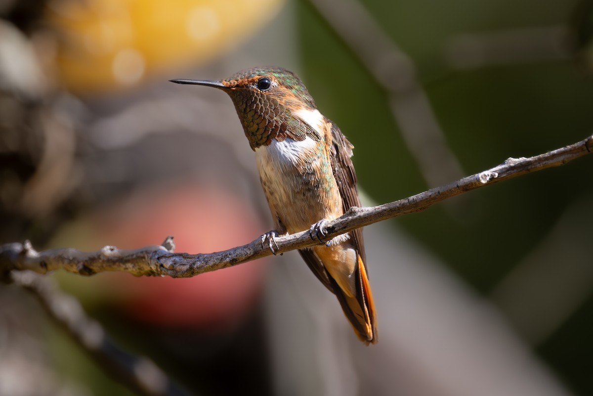 Scintillant Hummingbird - ML619535228
