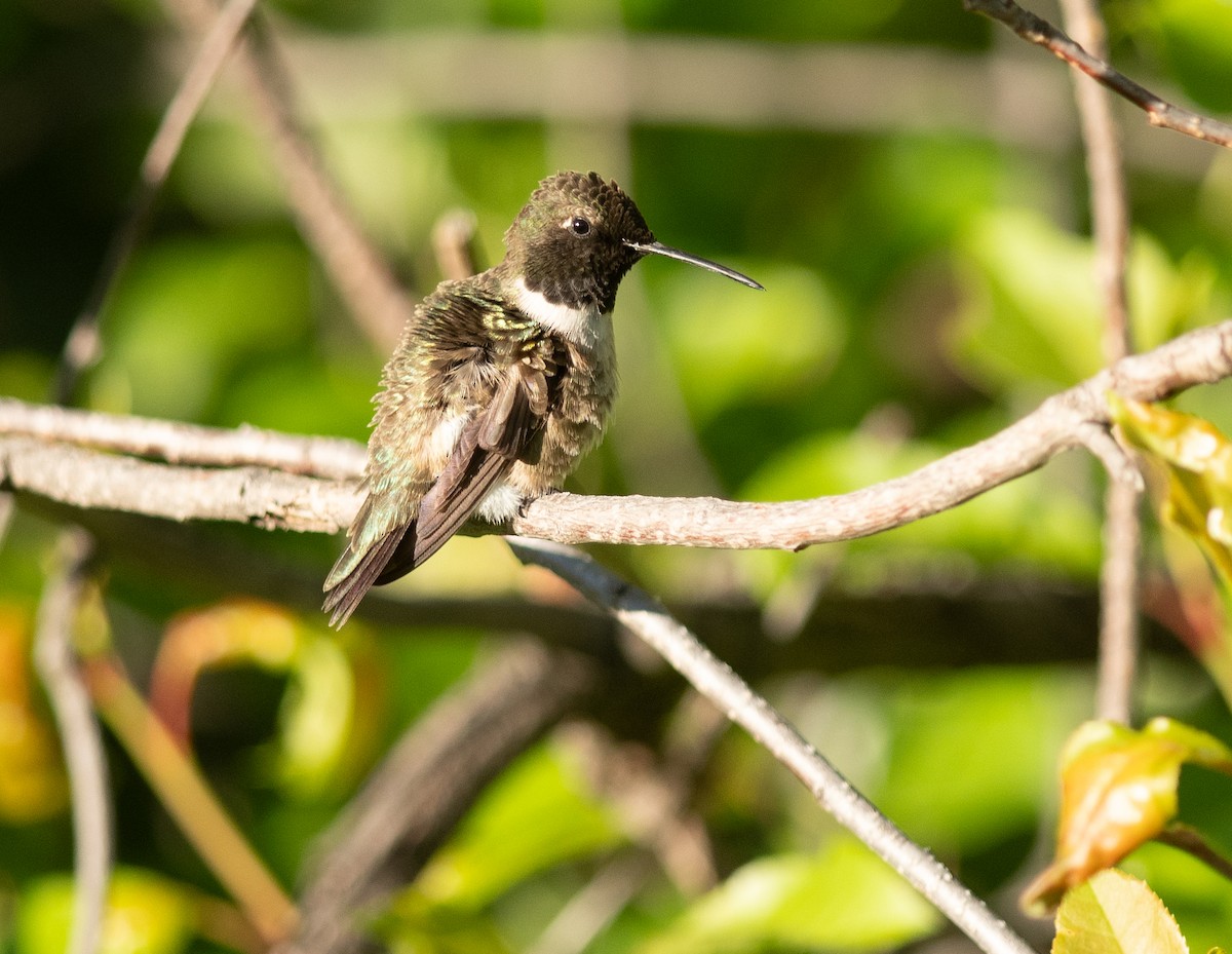 Black-chinned Hummingbird - ML619535301