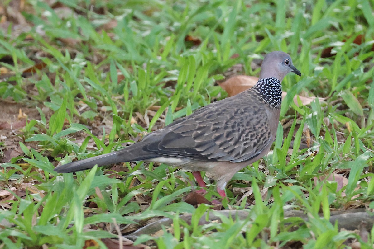 Spotted Dove - ML619535307