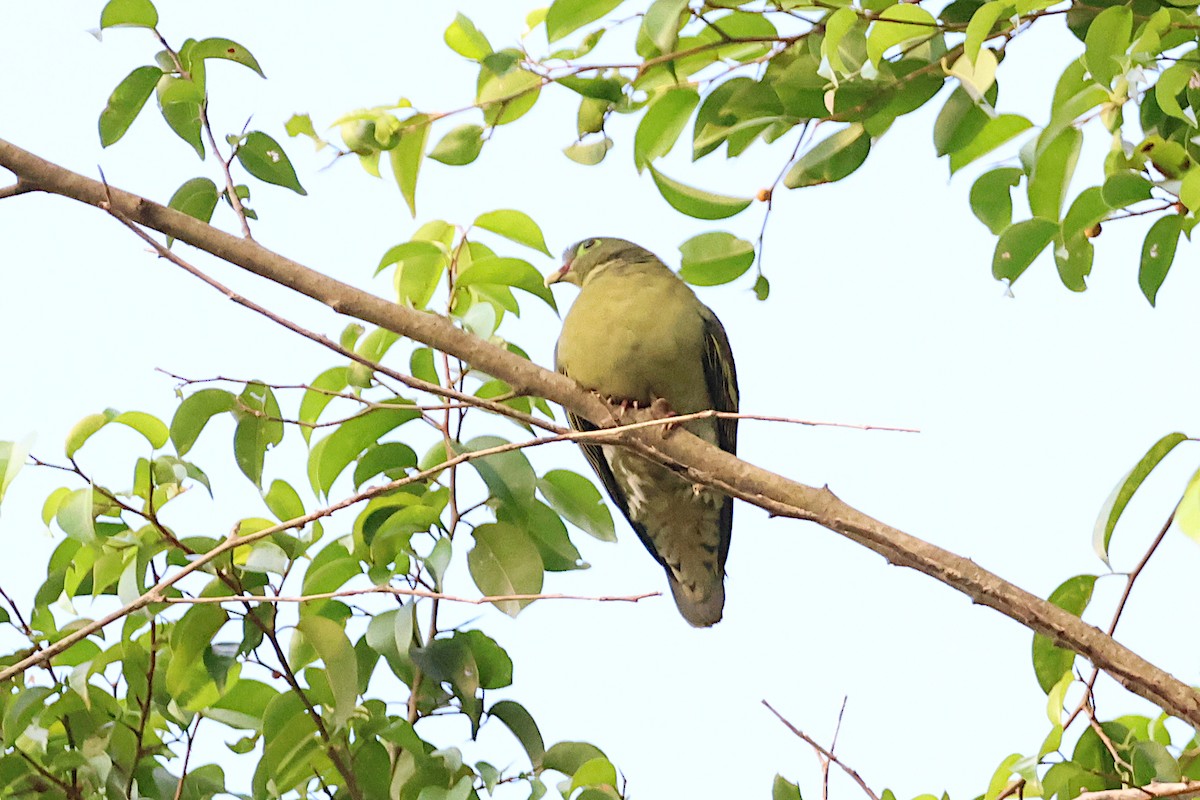 Thick-billed Green-Pigeon - ML619535314