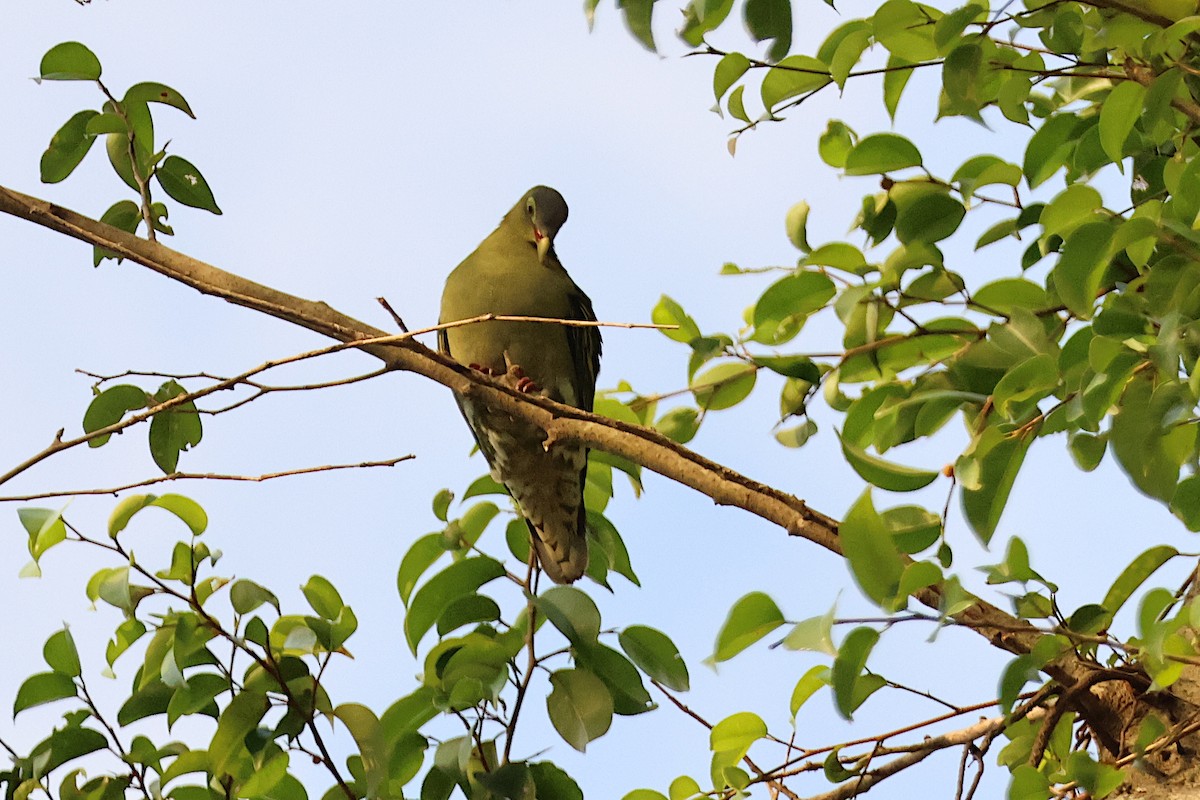 Thick-billed Green-Pigeon - ML619535317