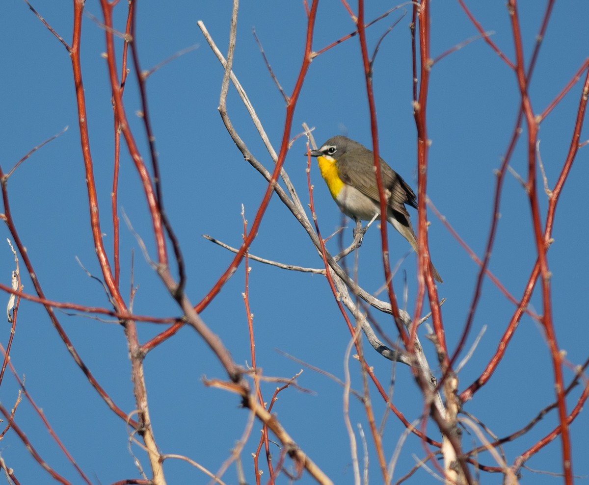 Yellow-breasted Chat - ML619535346