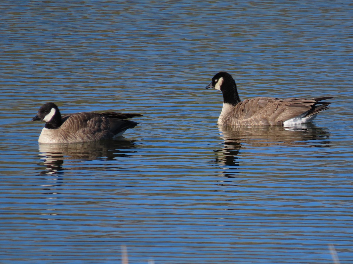 eBird Checklist - 24 May 2024 - Cheyenne Country Club - 42 species