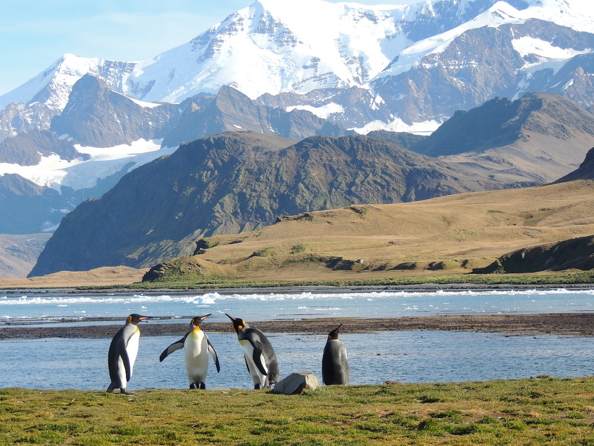 tučňák patagonský - ML619535400