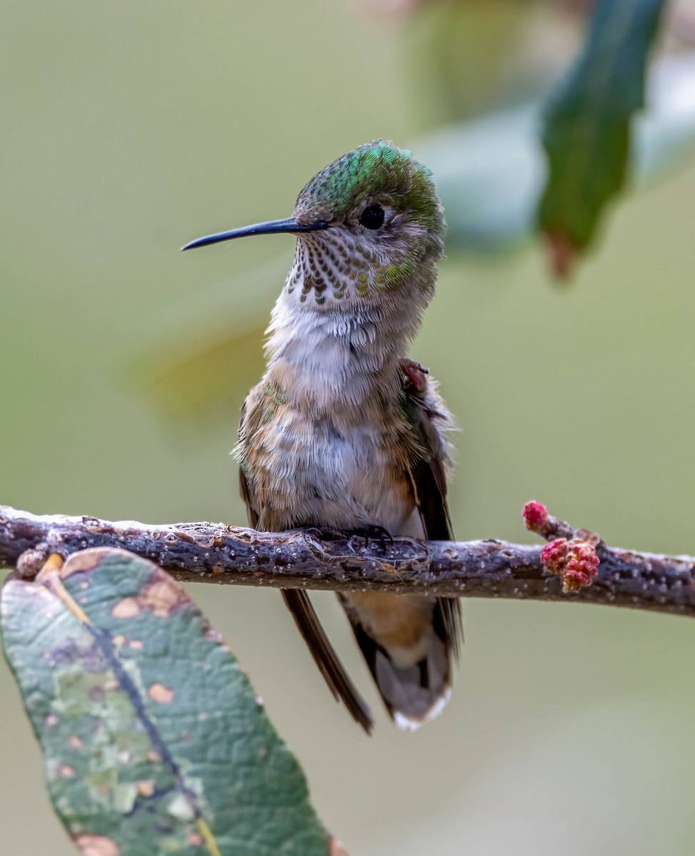 Broad-tailed Hummingbird - ML619535424