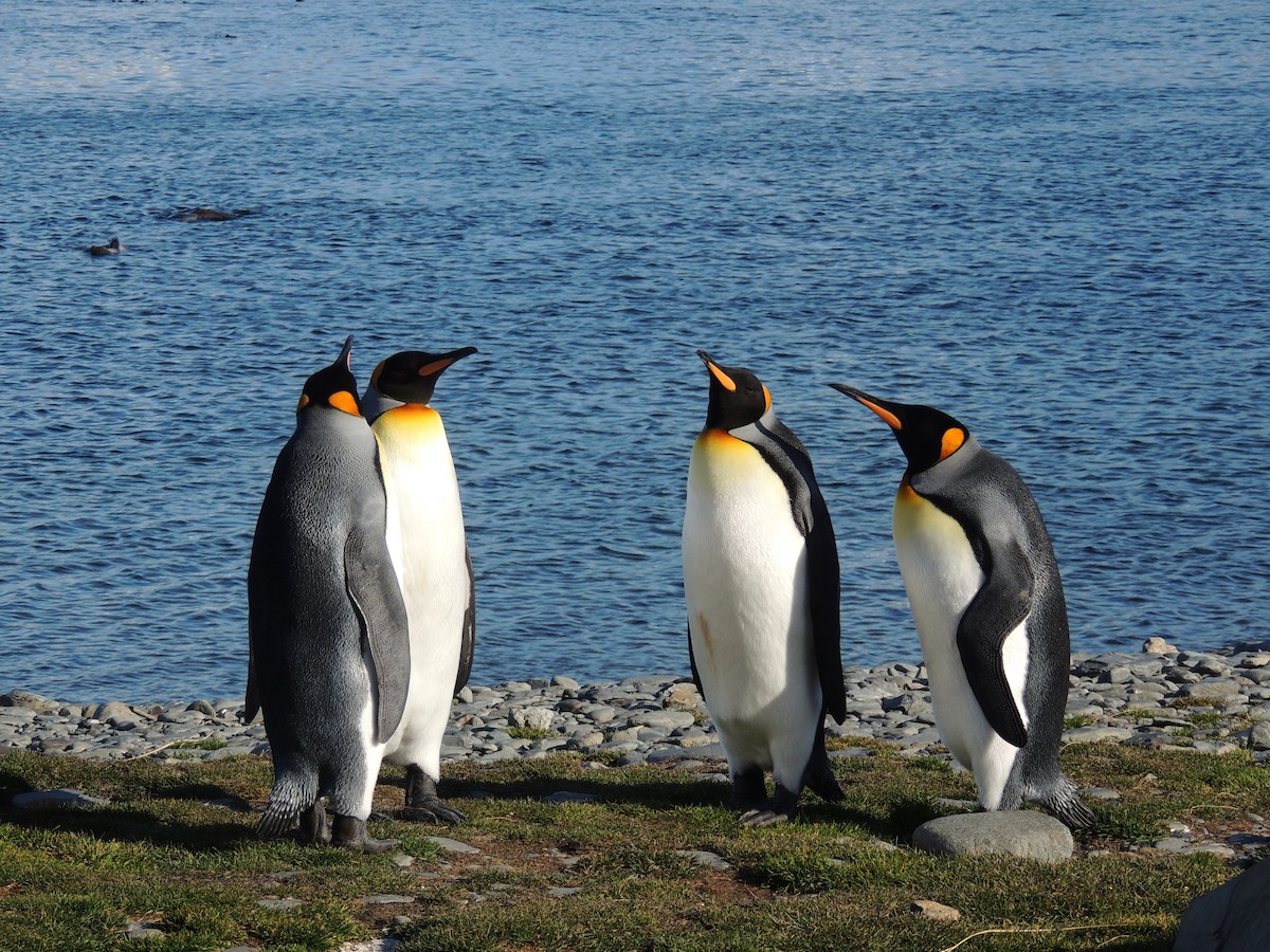 tučňák patagonský - ML619535442