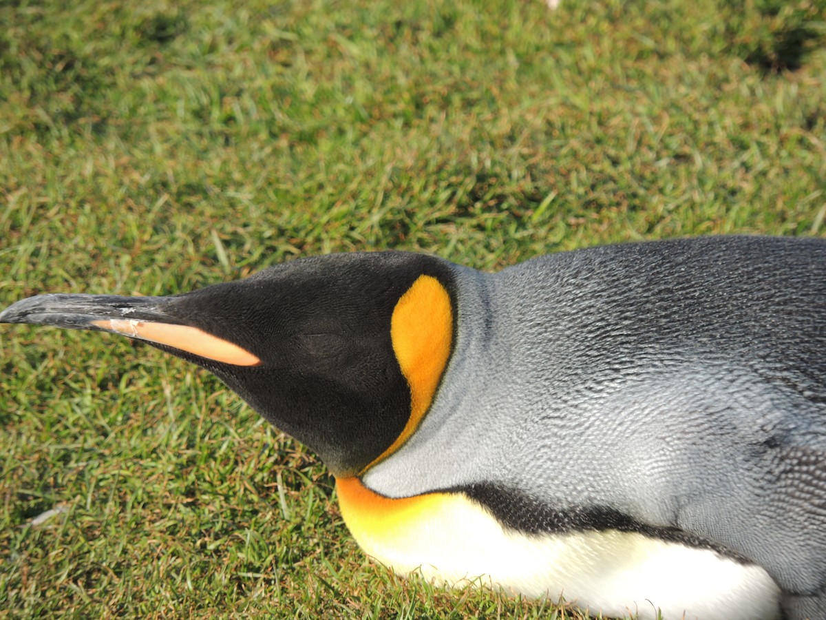 Королевский пингвин - ML619535444