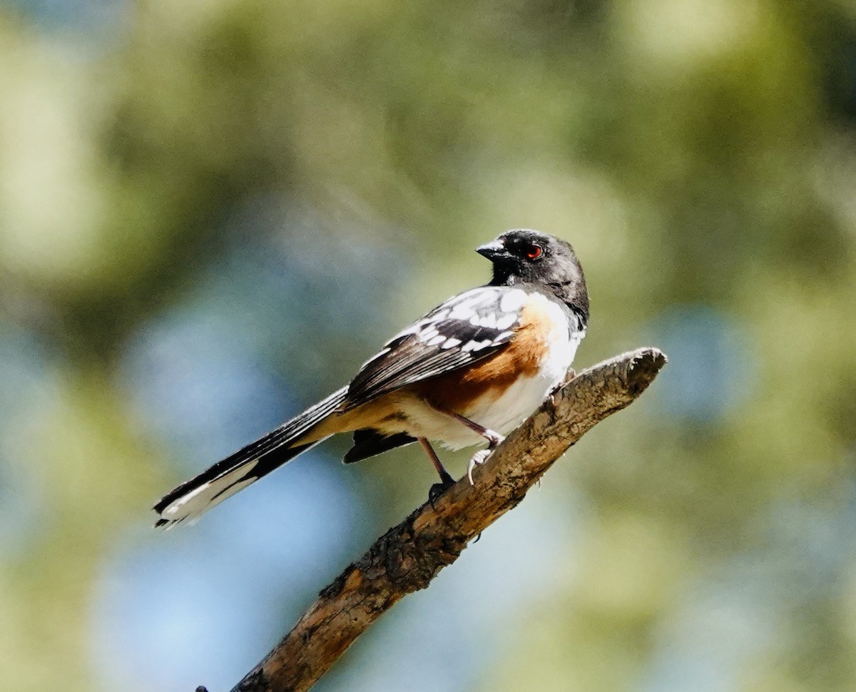Spotted Towhee - ML619535451