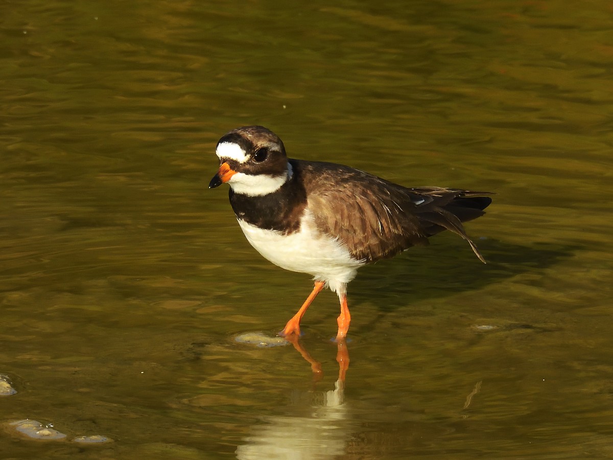 Common Ringed Plover - ML619535465