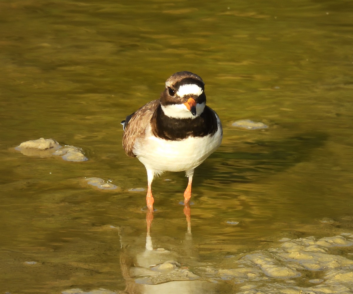 Common Ringed Plover - ML619535466
