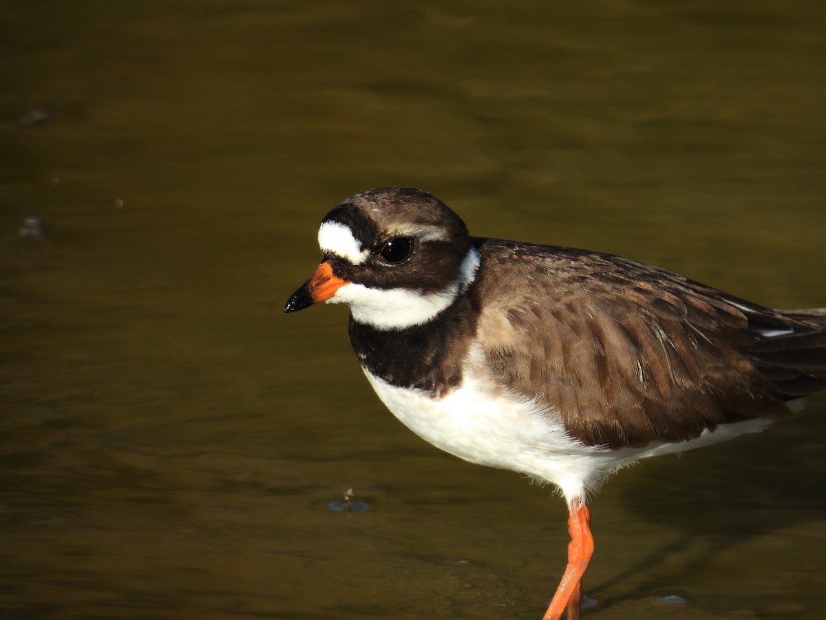 Common Ringed Plover - ML619535467