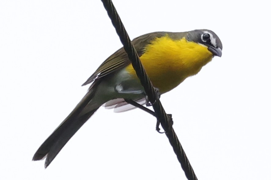 Yellow-breasted Chat - ML619535476