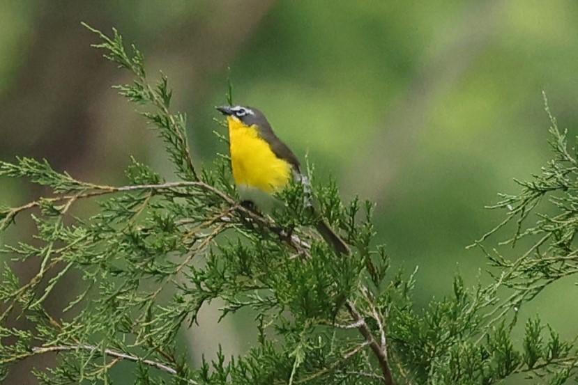 Yellow-breasted Chat - ML619535477
