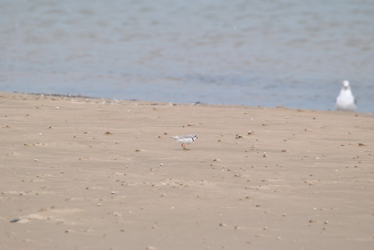 Piping Plover - ML619535478