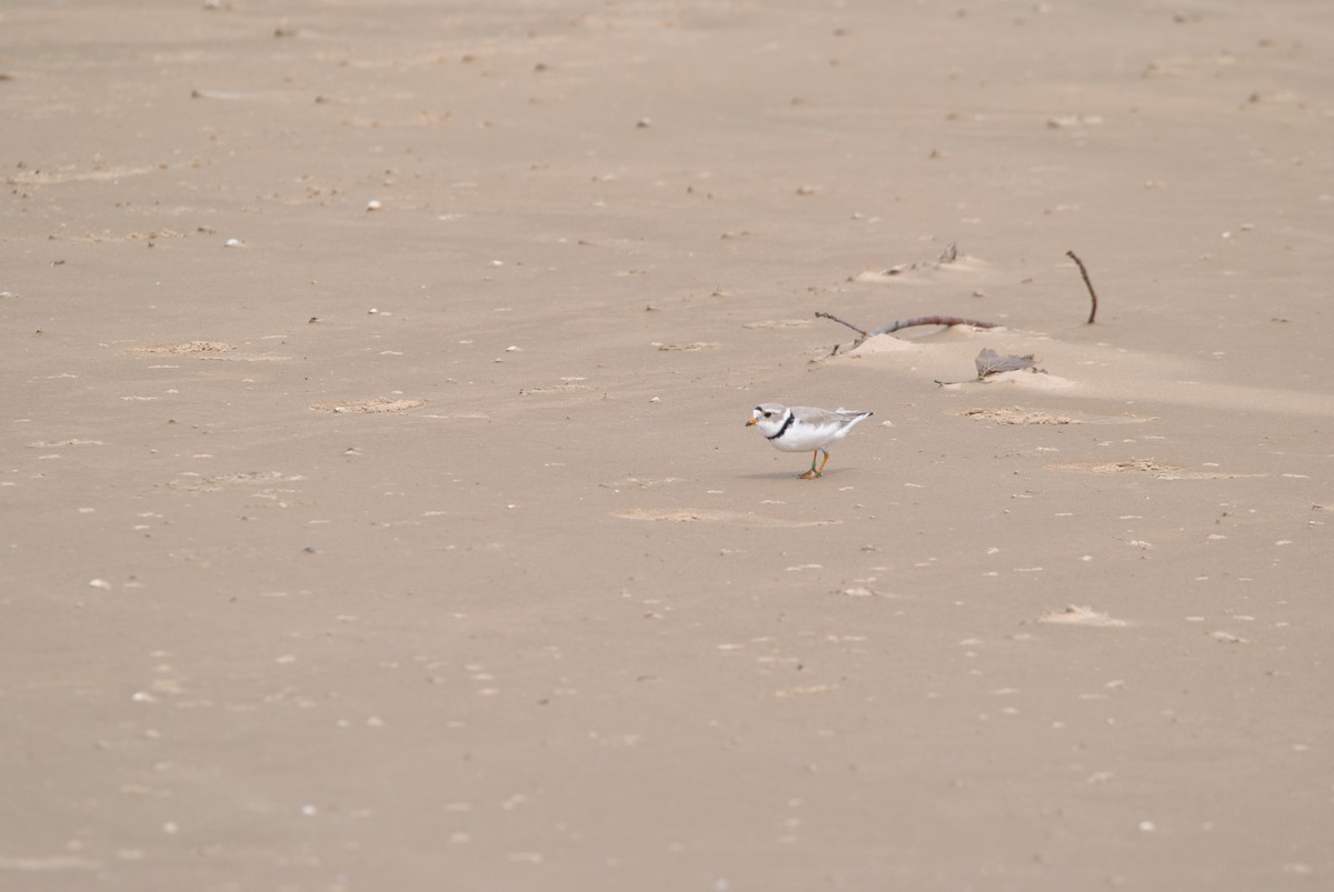 Piping Plover - ML619535479