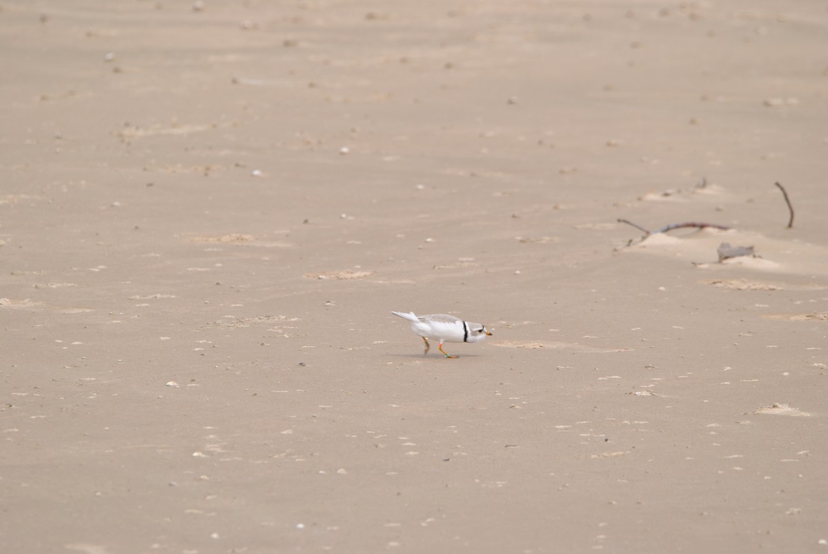 Piping Plover - ML619535480