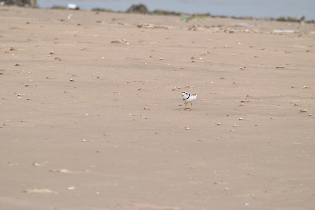 Piping Plover - ML619535481