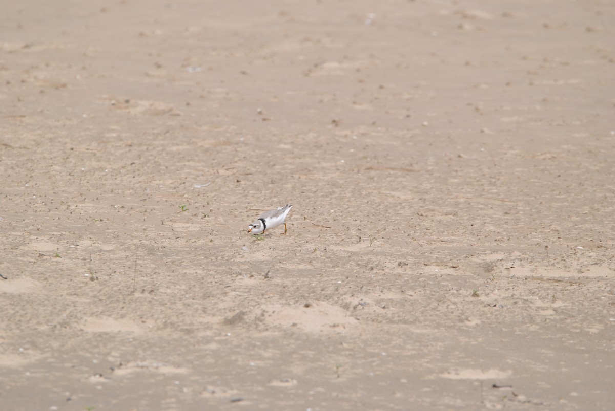 Piping Plover - ML619535482