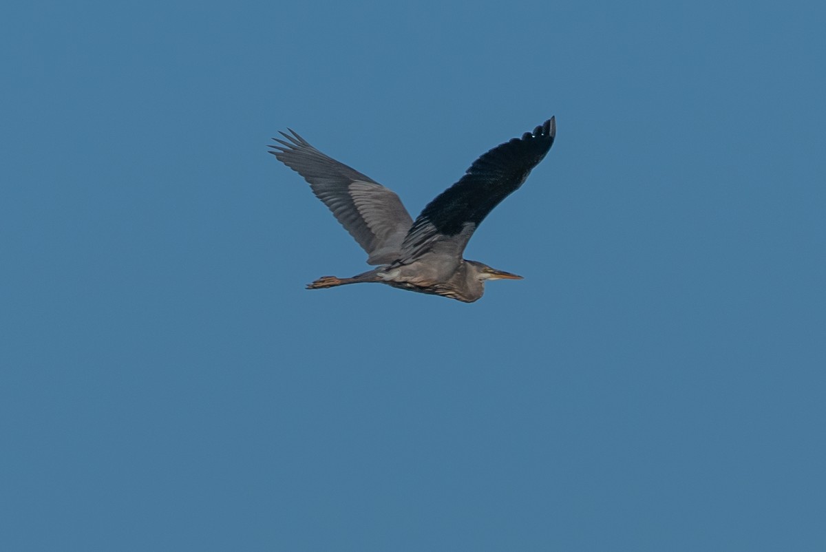Great Blue Heron (Great Blue) - ML619535494