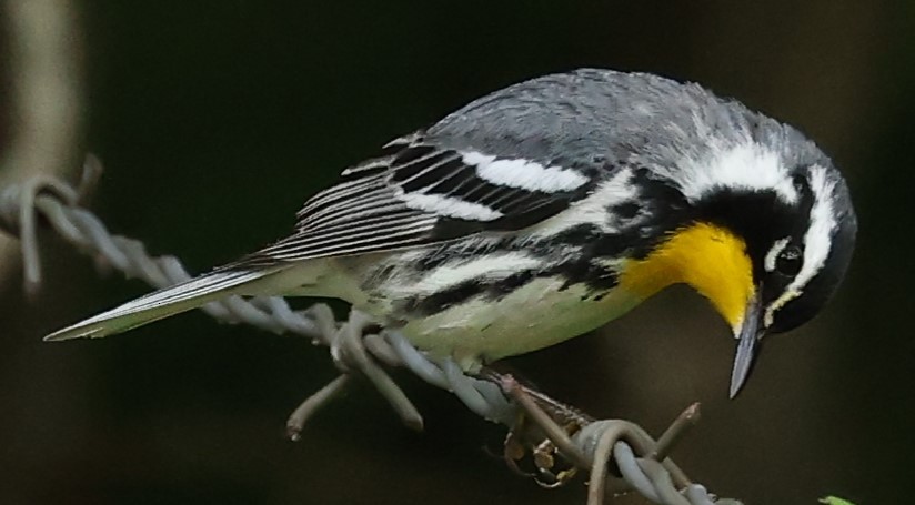 Yellow-throated Warbler - ML619535500