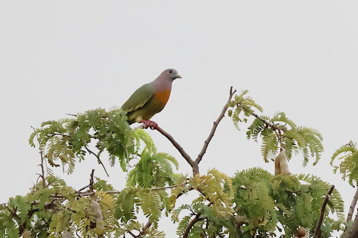 Pink-necked Green-Pigeon - ML619535512