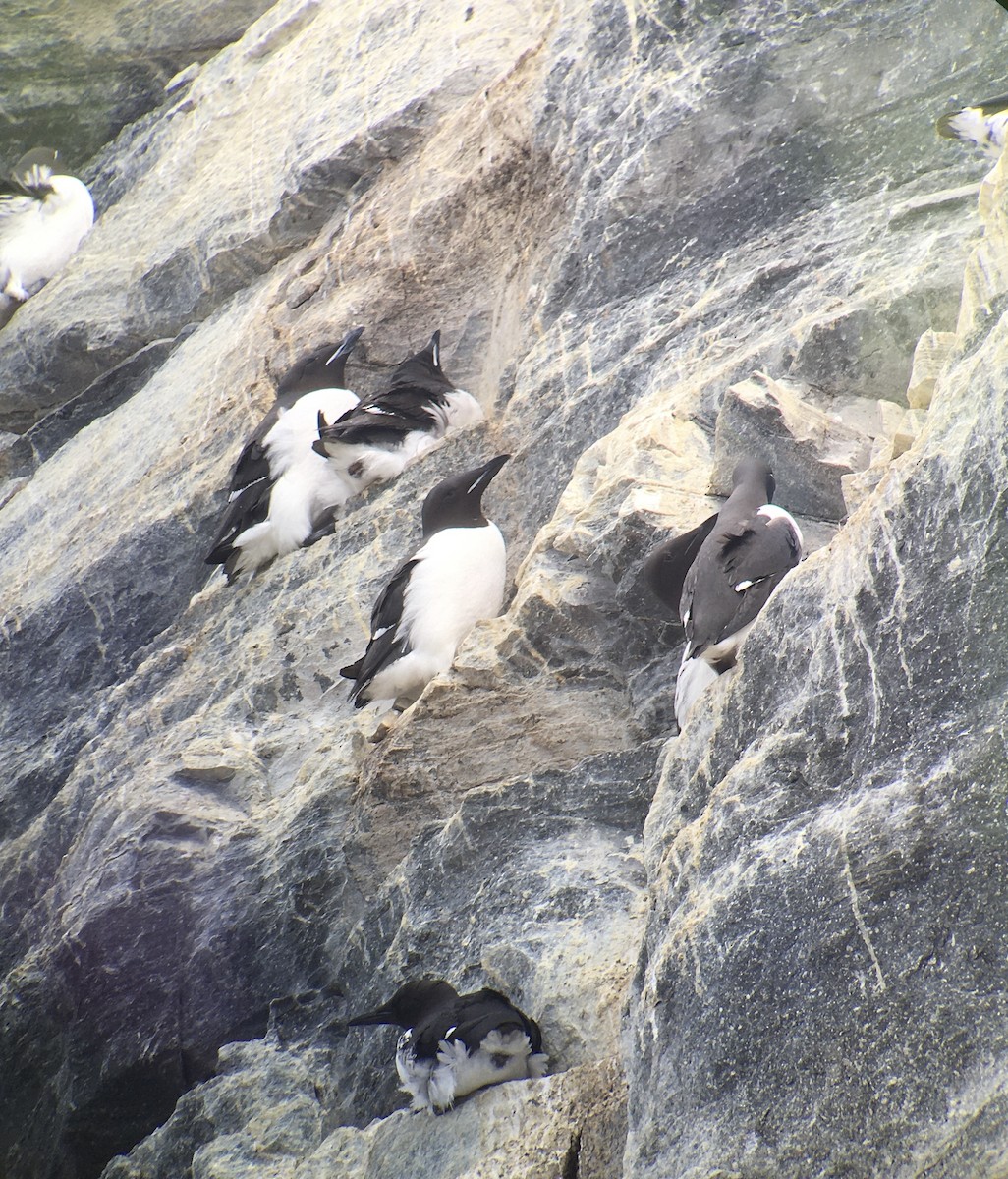 Thick-billed Murre - ML619535521