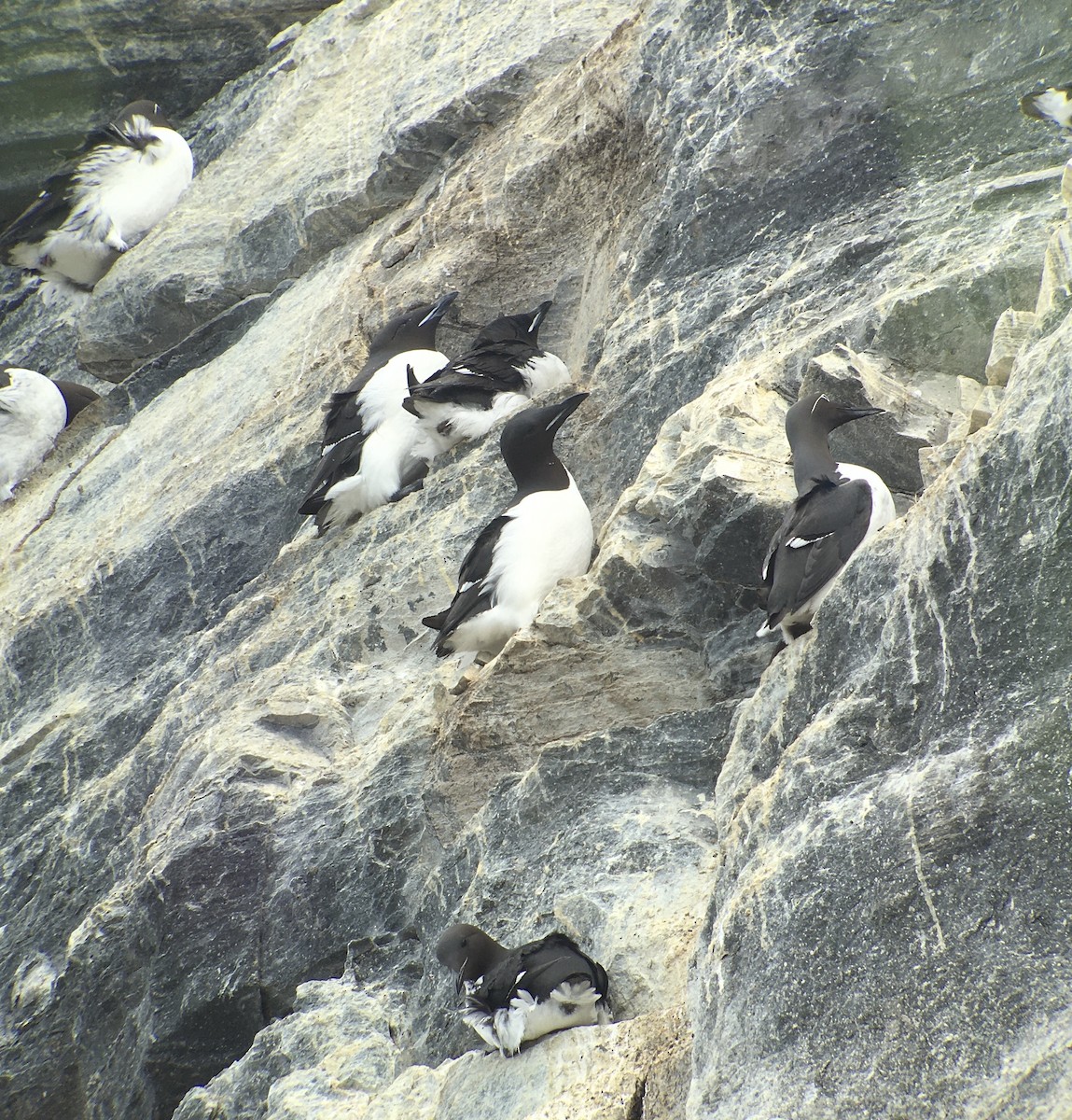 Thick-billed Murre - ML619535522