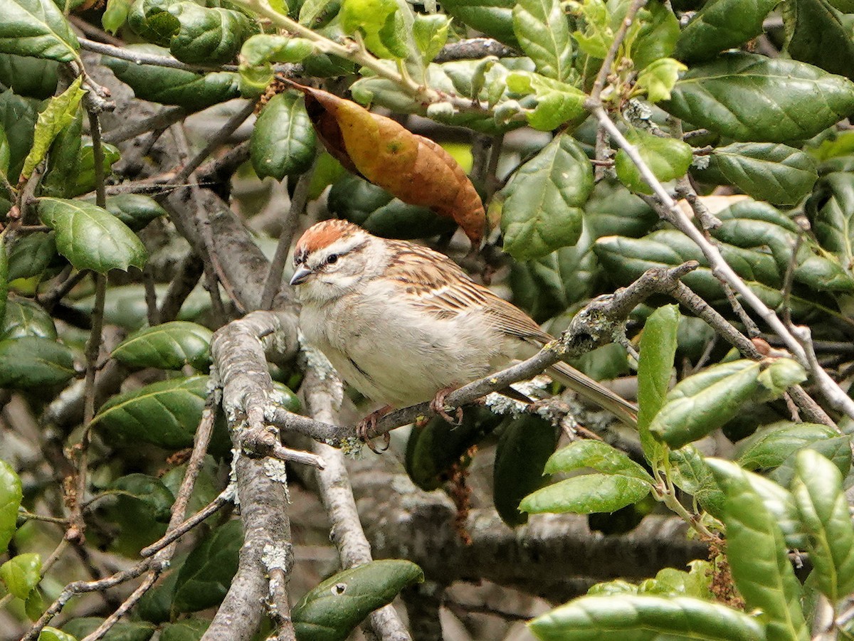 Chipping Sparrow - ML619535531