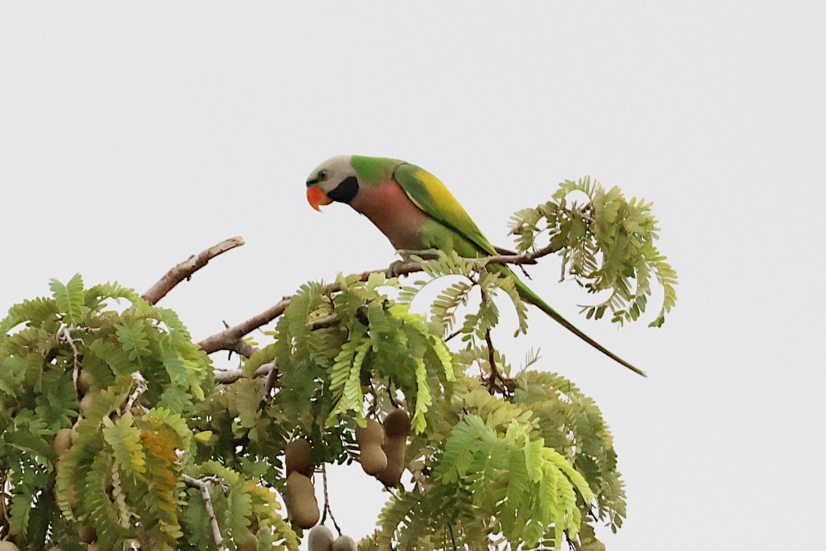 Red-breasted Parakeet - ML619535534