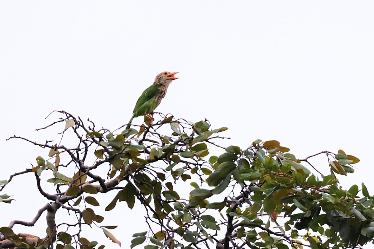 Lineated Barbet - ML619535542