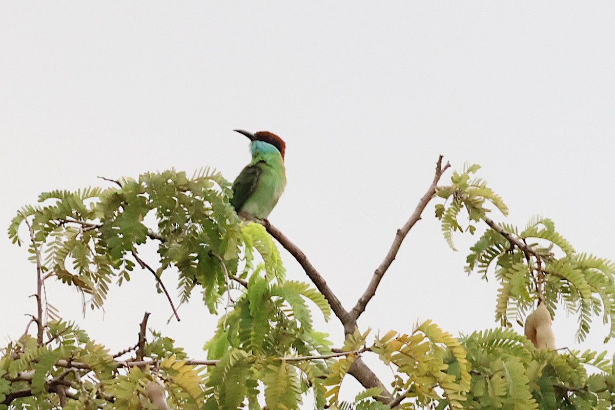 Blue-throated Bee-eater - ML619535547