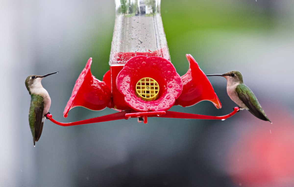 Ruby-throated Hummingbird - ML619535580