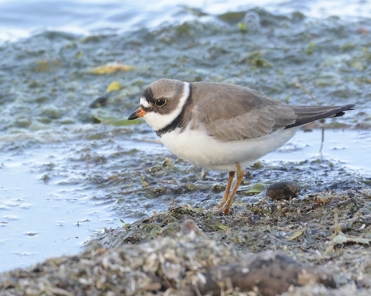Semipalmated Plover - ML619535600